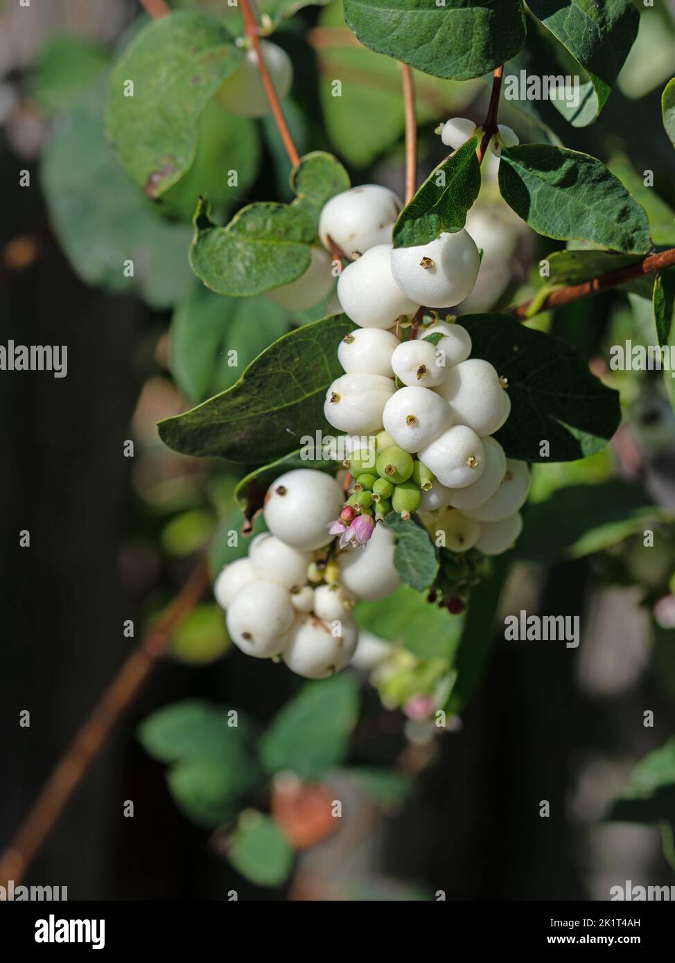 Fruits of the snowberry, Symphoricarpos Stock Photo