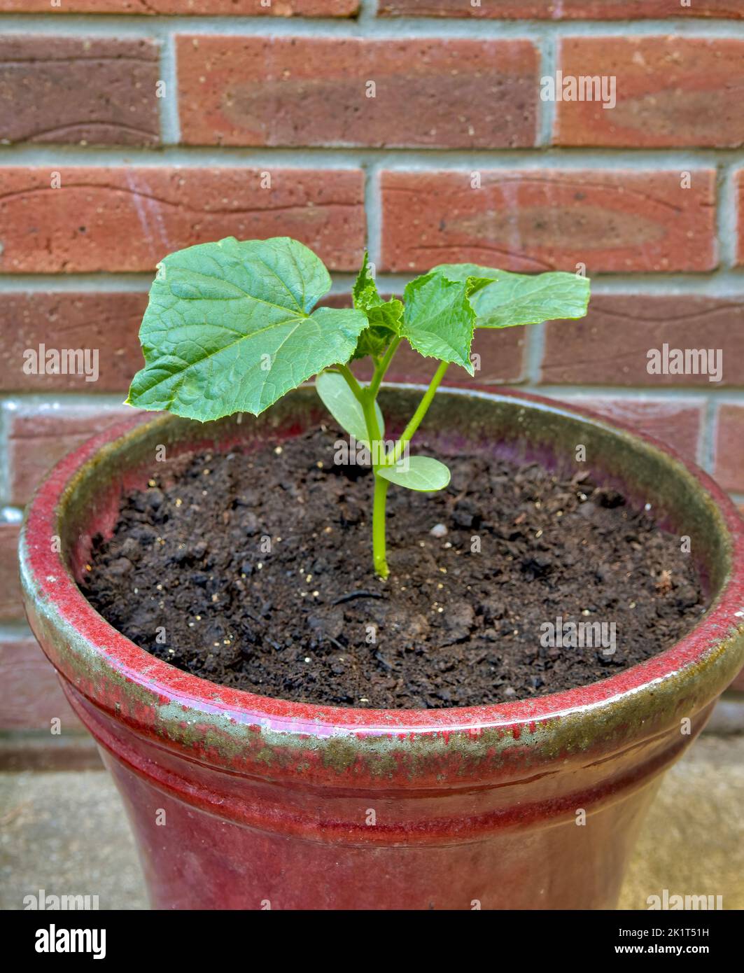 Cucumber variety delistar f1 hires stock photography and images Alamy