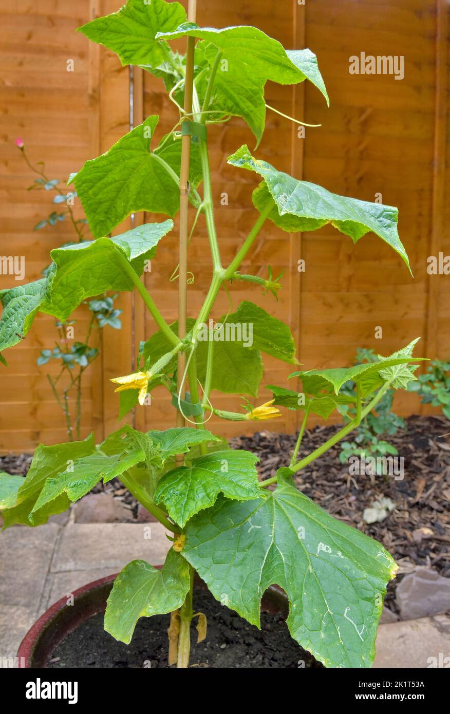 Organic Cucumber plant growing in pot in garden. Cucumber variety Delistar F1 Stock Photo