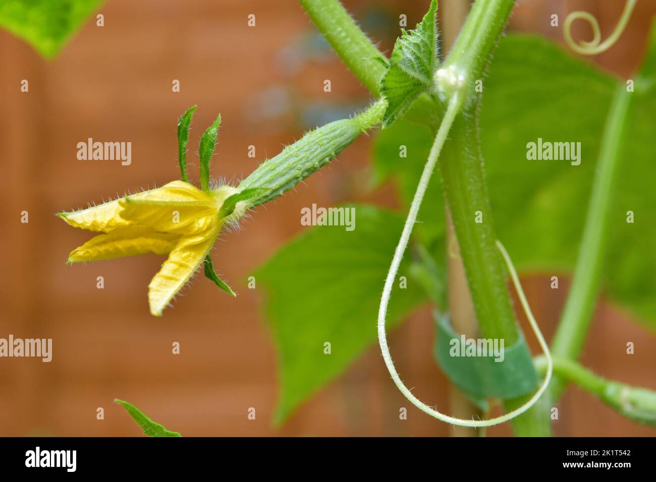 Close up of baby cucumber growing organically. Cucumber variety Delistar F1 Stock Photo