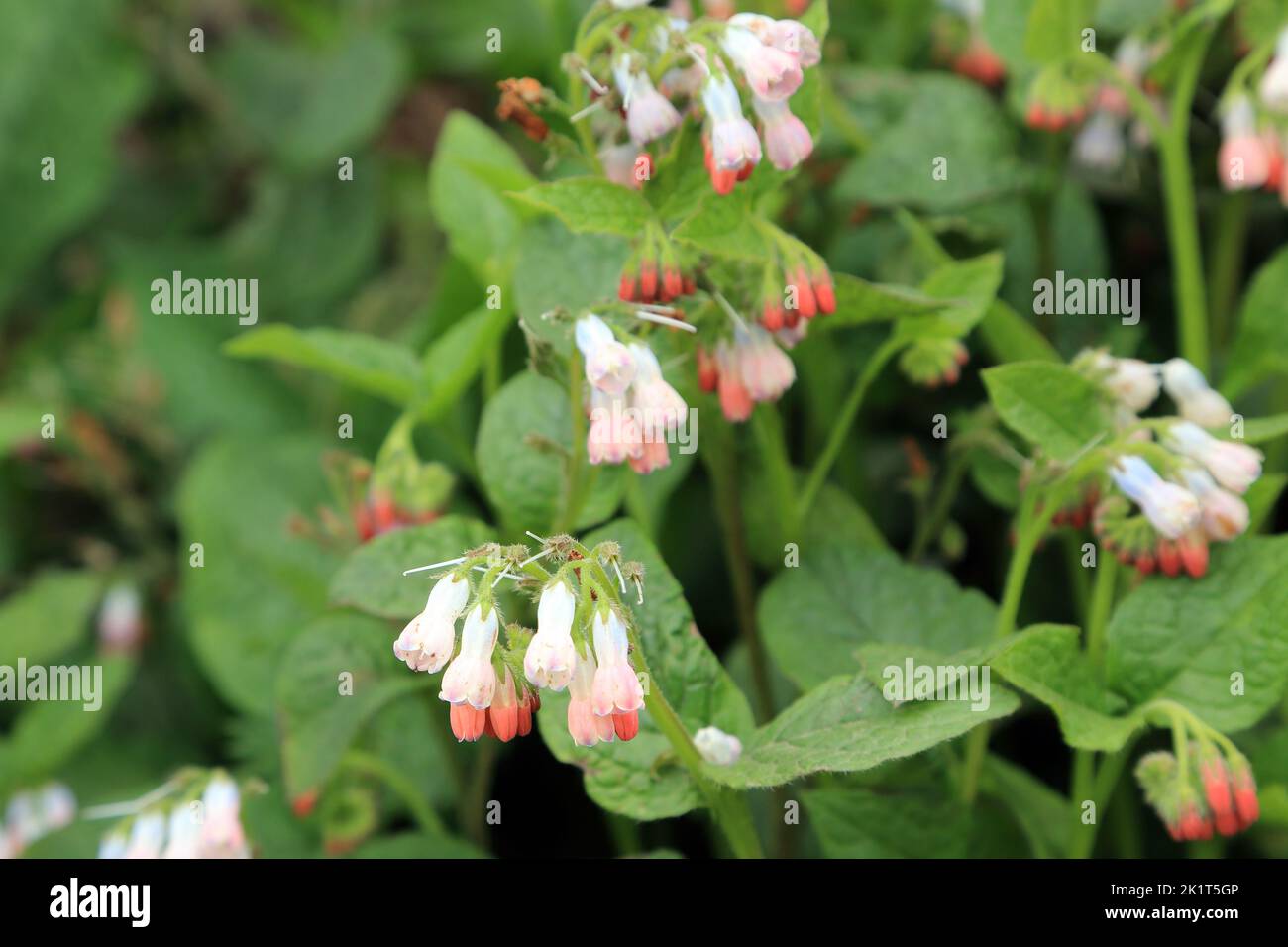 Comfrey (Symphytum) wildflowers in woodland on the Kent North Downs at Spong Woods, Elmsted, Canterbury, Kent, England, United Kingdom - AONB Stock Photo