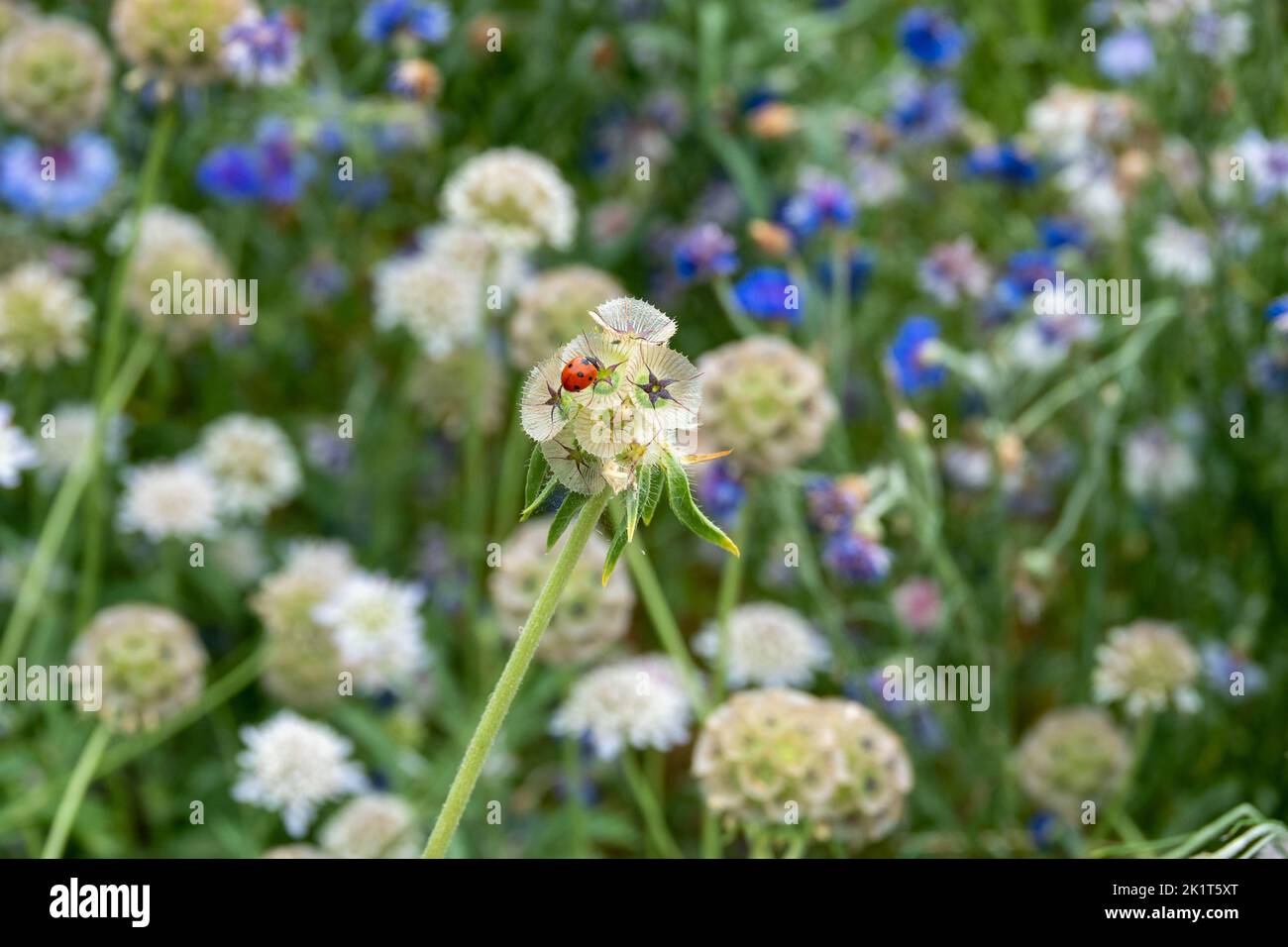 ladybird on Scabiosa Stellata flowers also known as Starflower