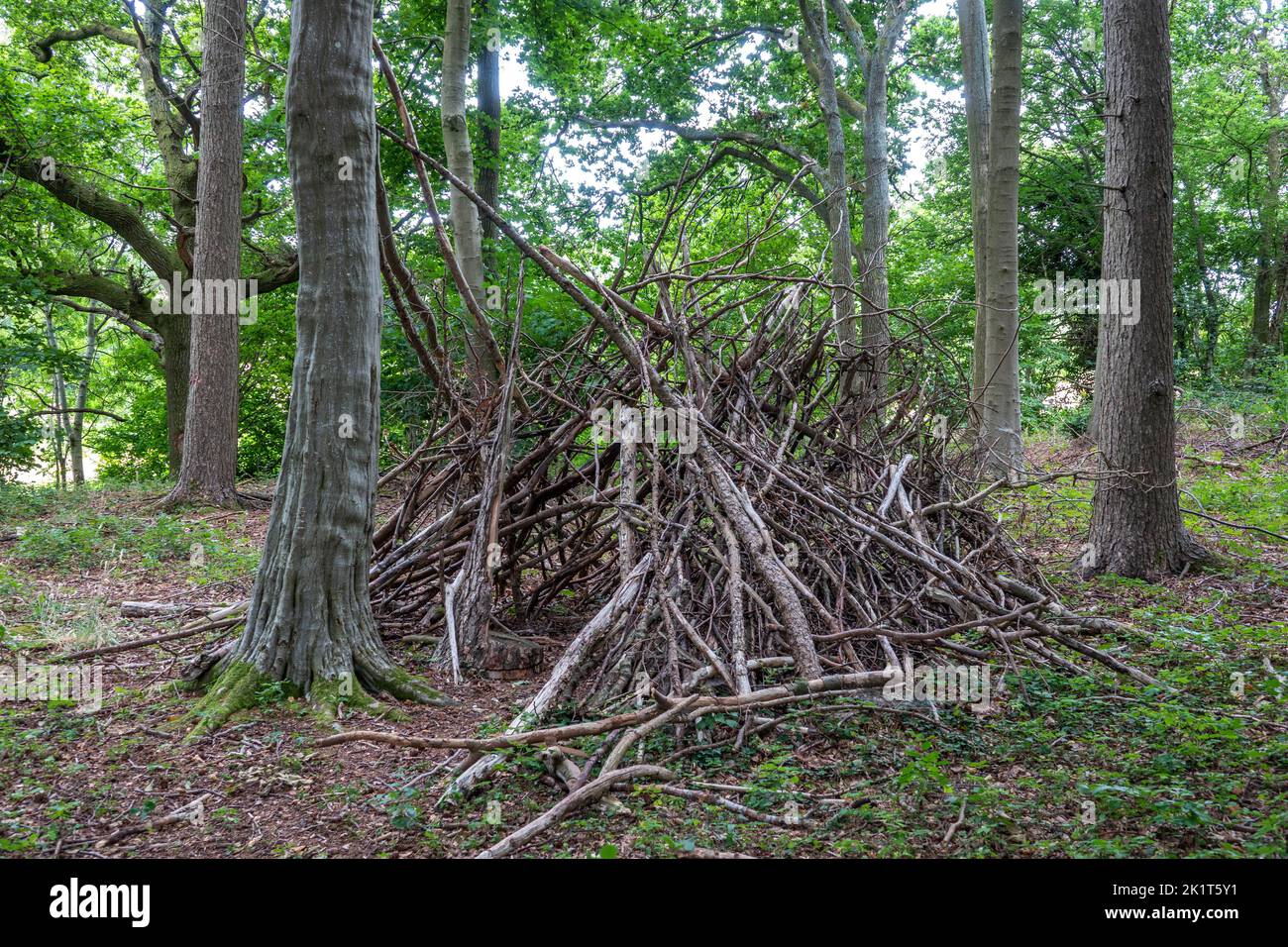 woodland den created with sticks and branches among the trees Stock Photo