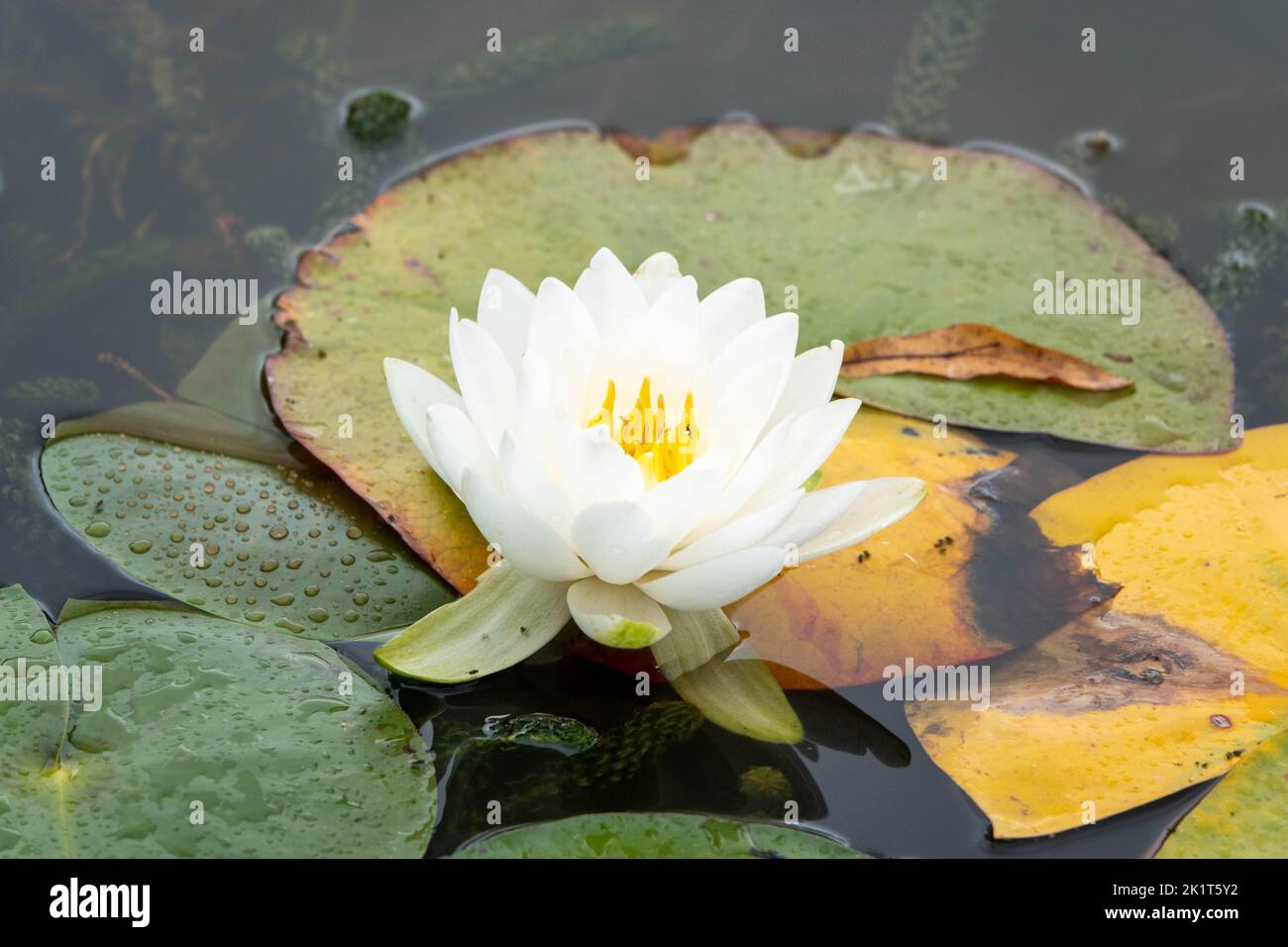 beautiful white lily amongst pads in the water with reflections Stock Photo