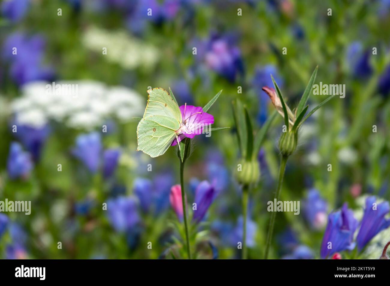 Common brimstone butterfly on bright pink corncockle with a blurred background of pretty wildflowers Stock Photo