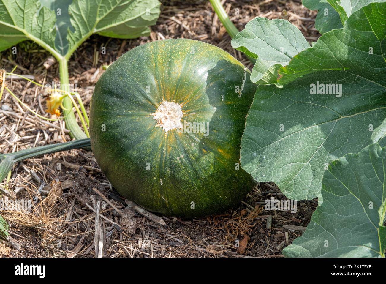 large green pumpkin ripening in the Autumn sunshine ready for halloween Stock Photo