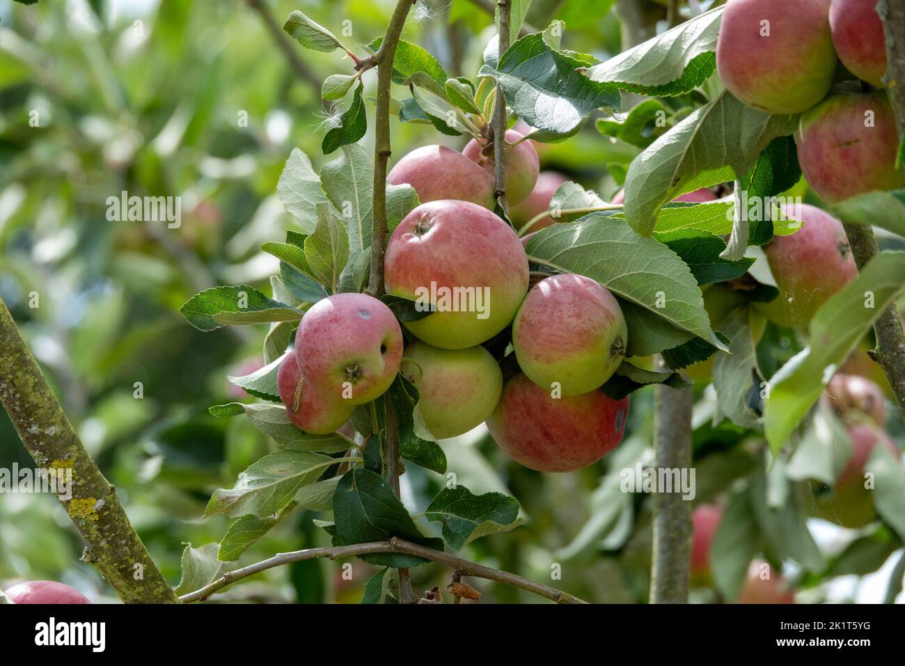 Malus domestica borkh rosy red apples growing on a tree Stock Photo