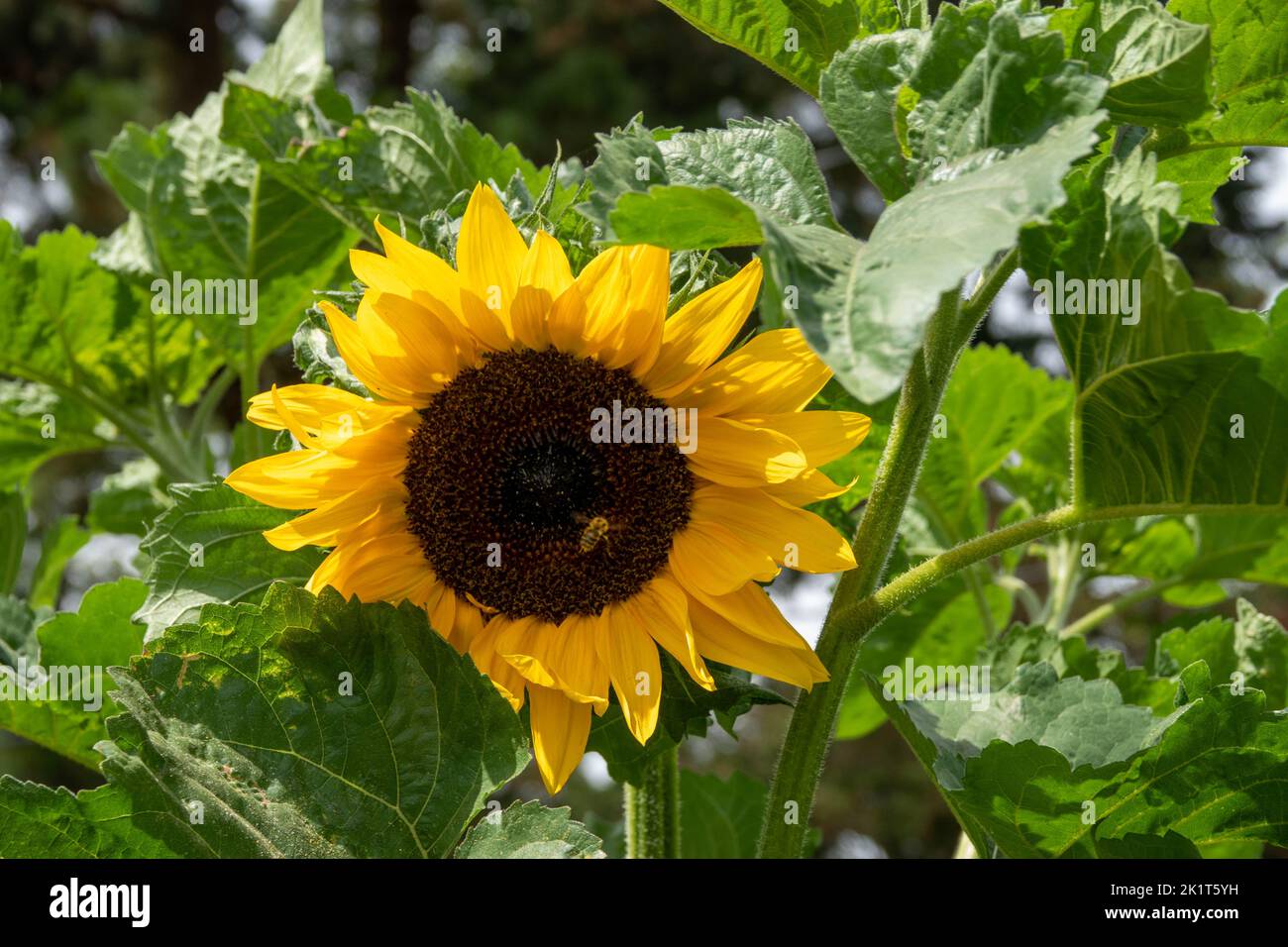 bumble bee collecting pollen from beautiful bright yellow sunflower Stock Photo