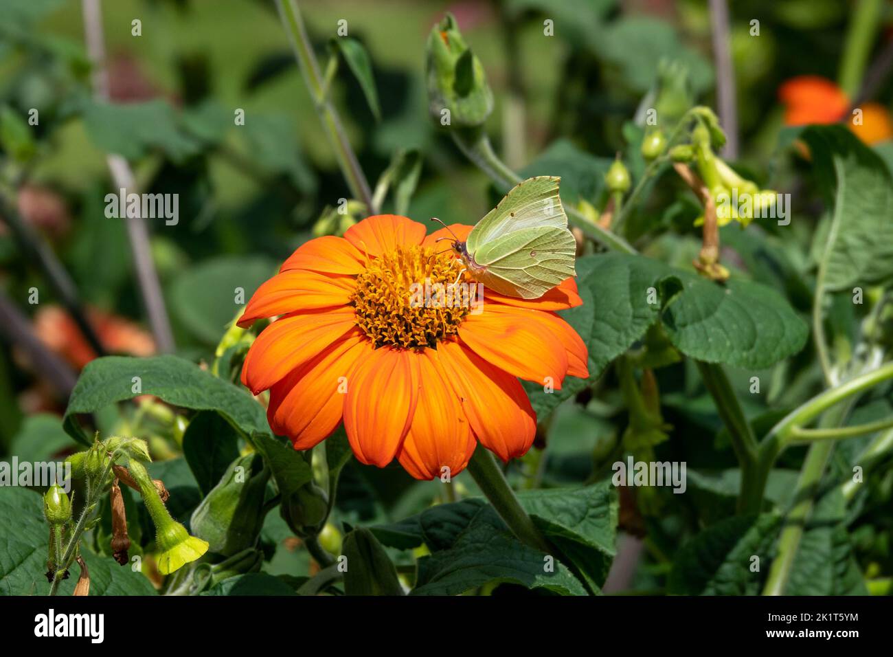 common brimstone butterfly on bright orange mexican sunflower tithonia rotundifolia Stock Photo