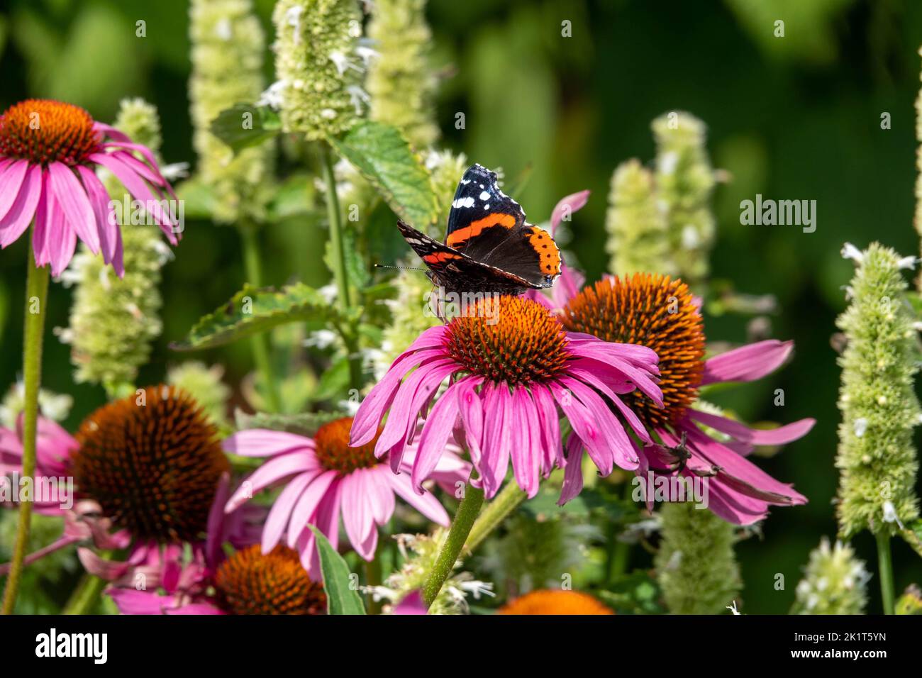 red admiral butterfly resting on Echinacea purpurea the eastern purple coneflower Stock Photo