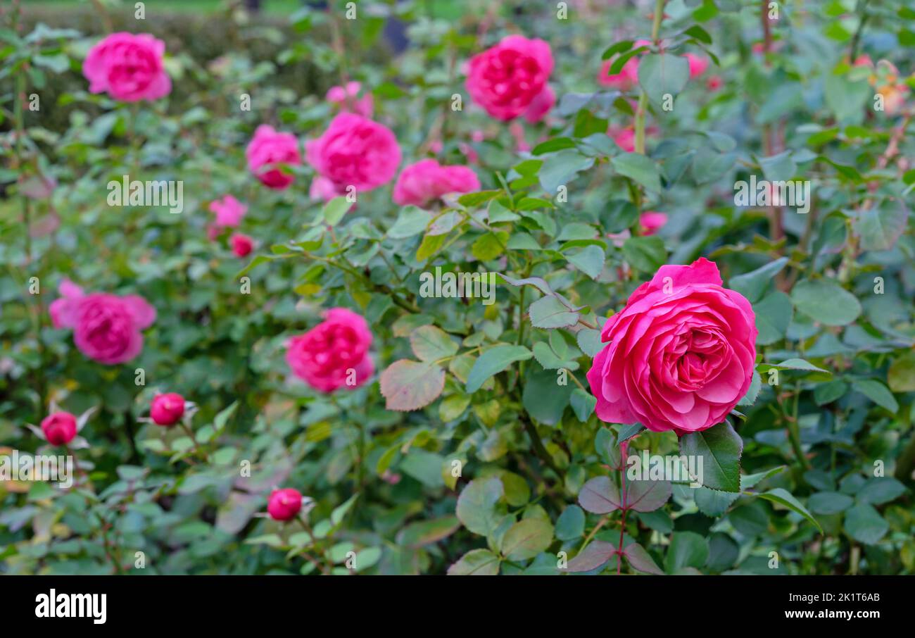 Pink roses bloom in the rose garden. Terry flowers of a bush English rose. Stock Photo