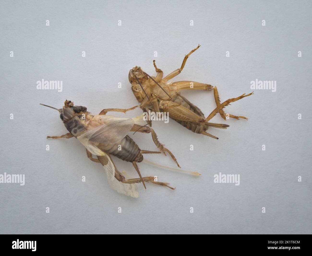 House cricket moulting on the white pedestal from the top view Stock Photo