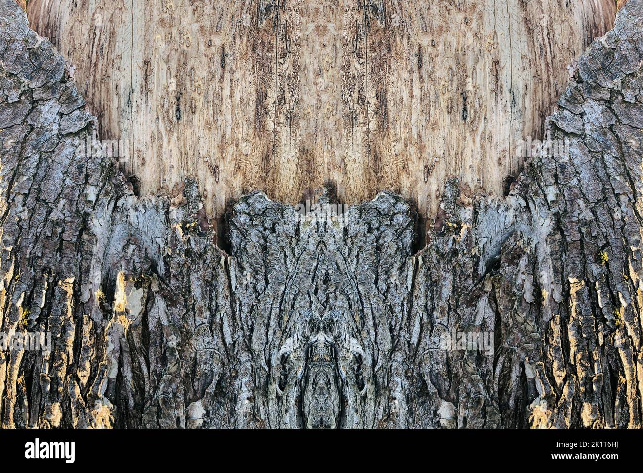 Wood texture - top view and close-up of the bark of a tree with large ...