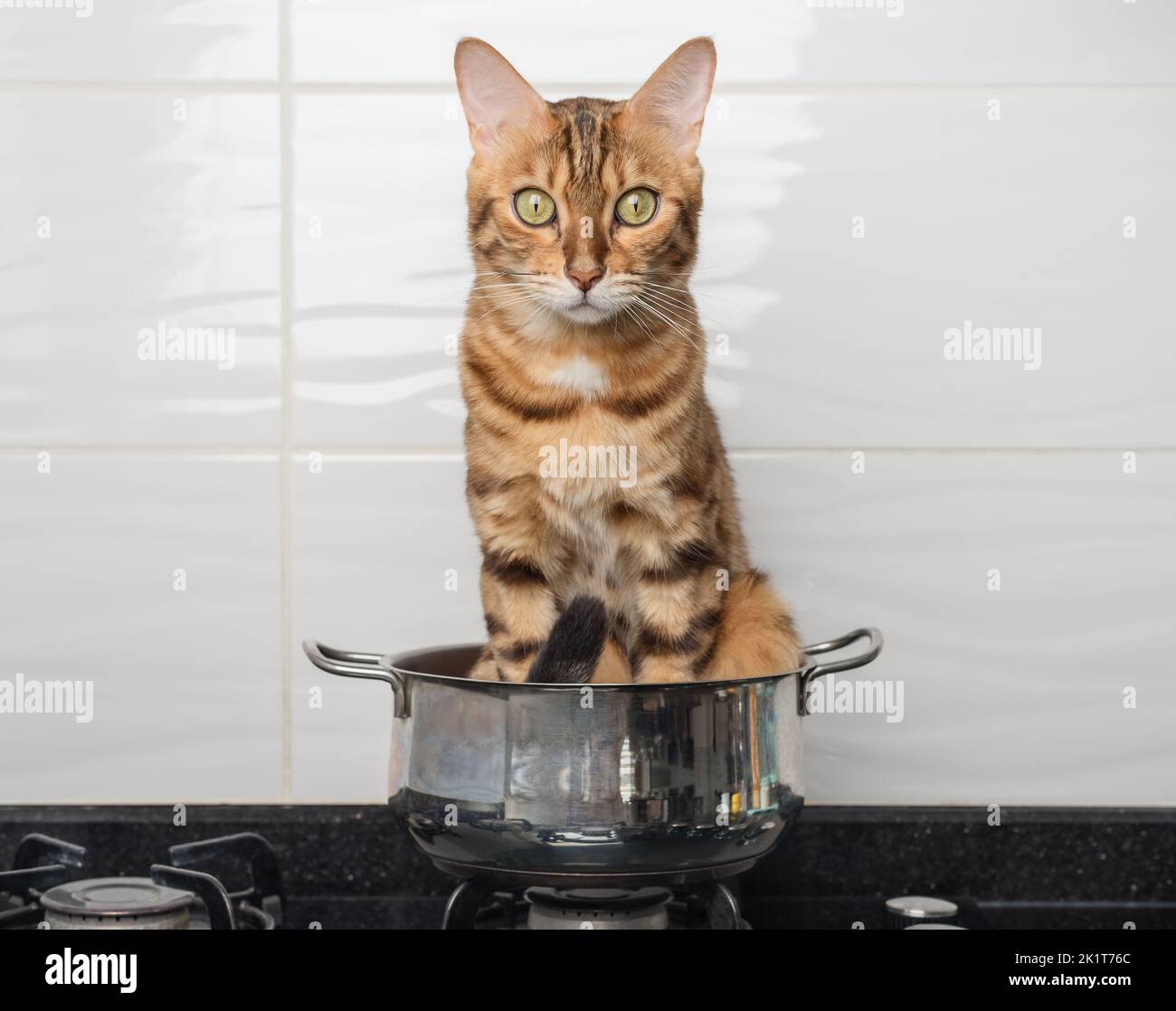 Bengal cat in a pot on a gas stove. The concept of cooking. Funny animals. Stock Photo