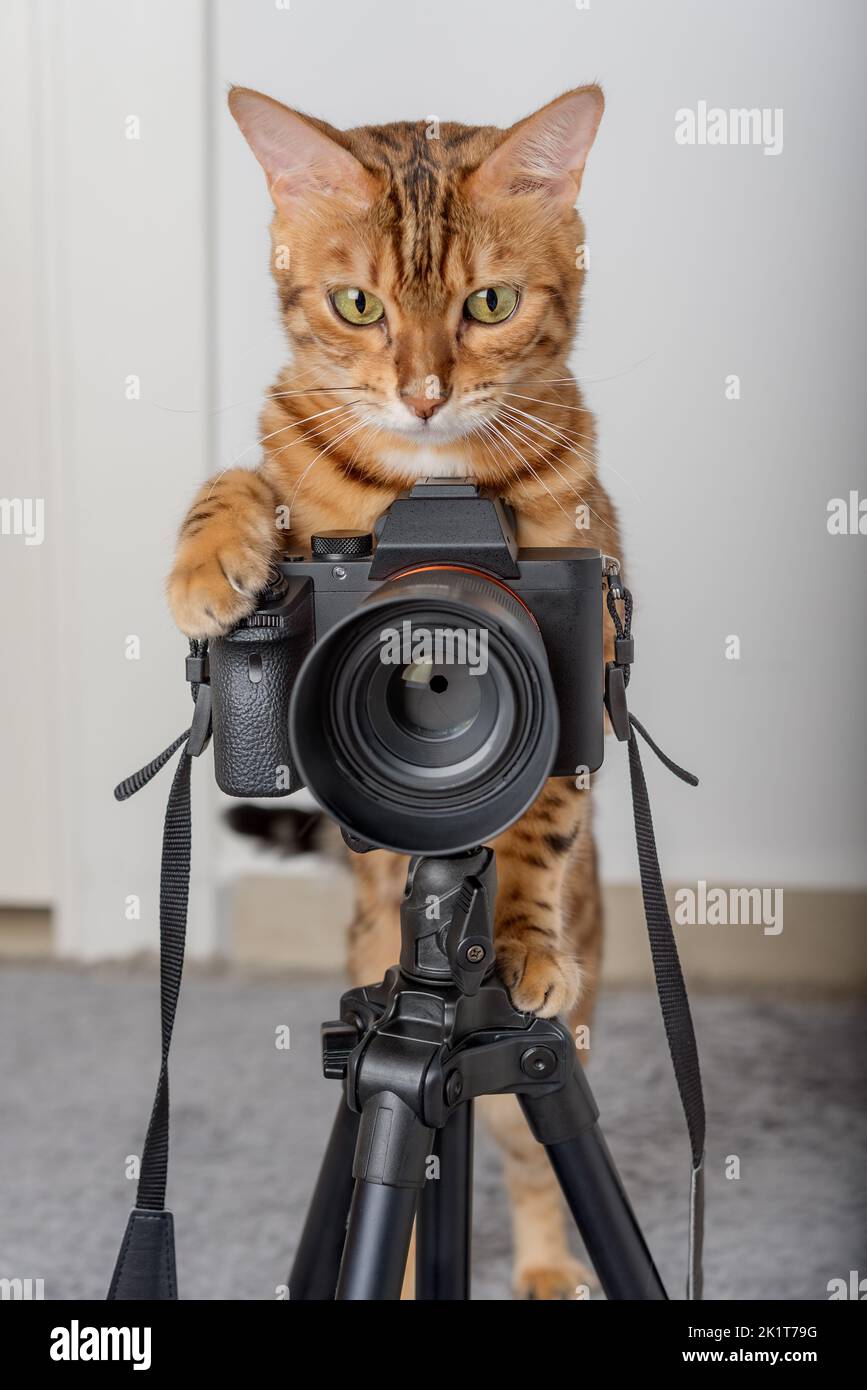 Bengal cat - a photographer takes pictures on a camera on a tripod in the house. Stock Photo