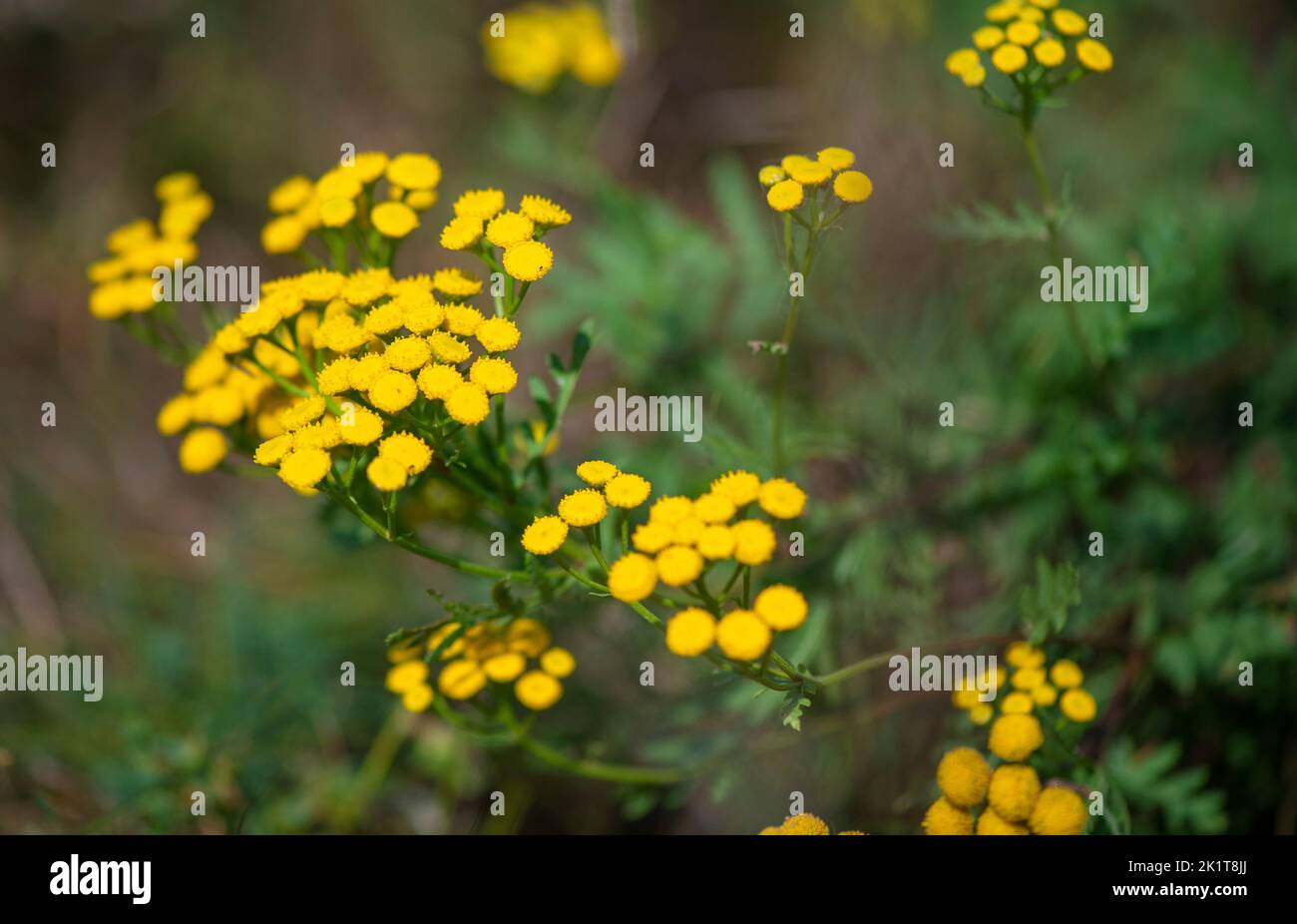 Yellow tansy flowers Tanacetum vulgare, common tansy, bitter button, cow bitter, or golden buttons.  Stock Photo