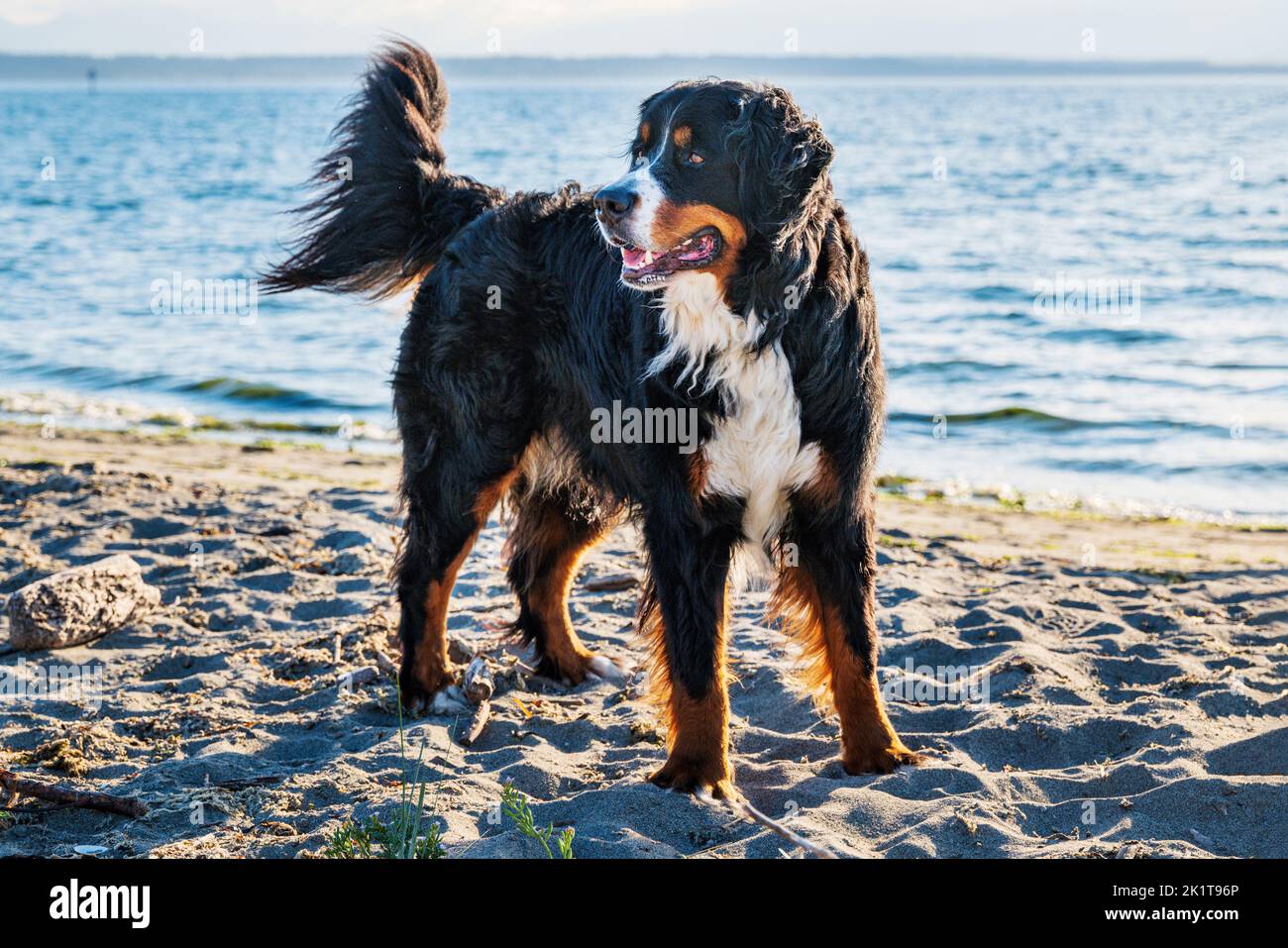 Bernese Mountain Dog; on the beach; Whidbey Island; Washington; USA Stock Photo