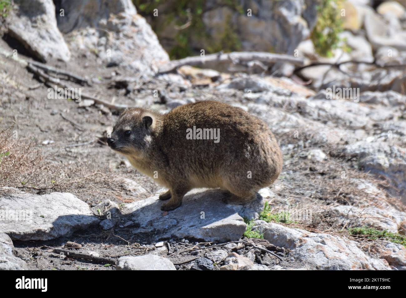 Rock Hyrax on the rocks Stock Photo - Alamy