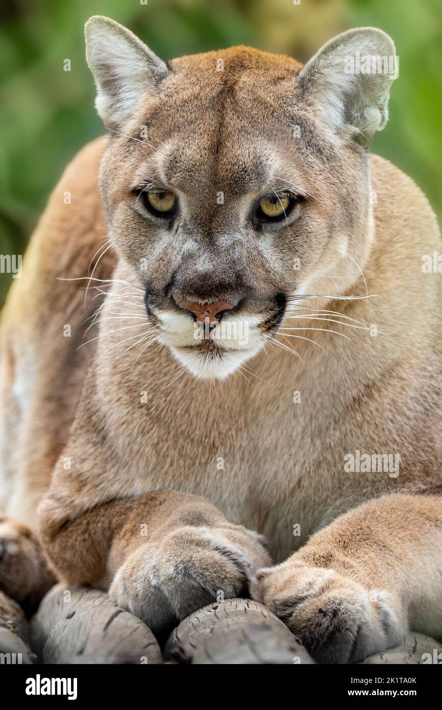 De nada pompa tocino A vertical closeup shot of a North American cougar (Puma concolor couguar  Stock Photo - Alamy