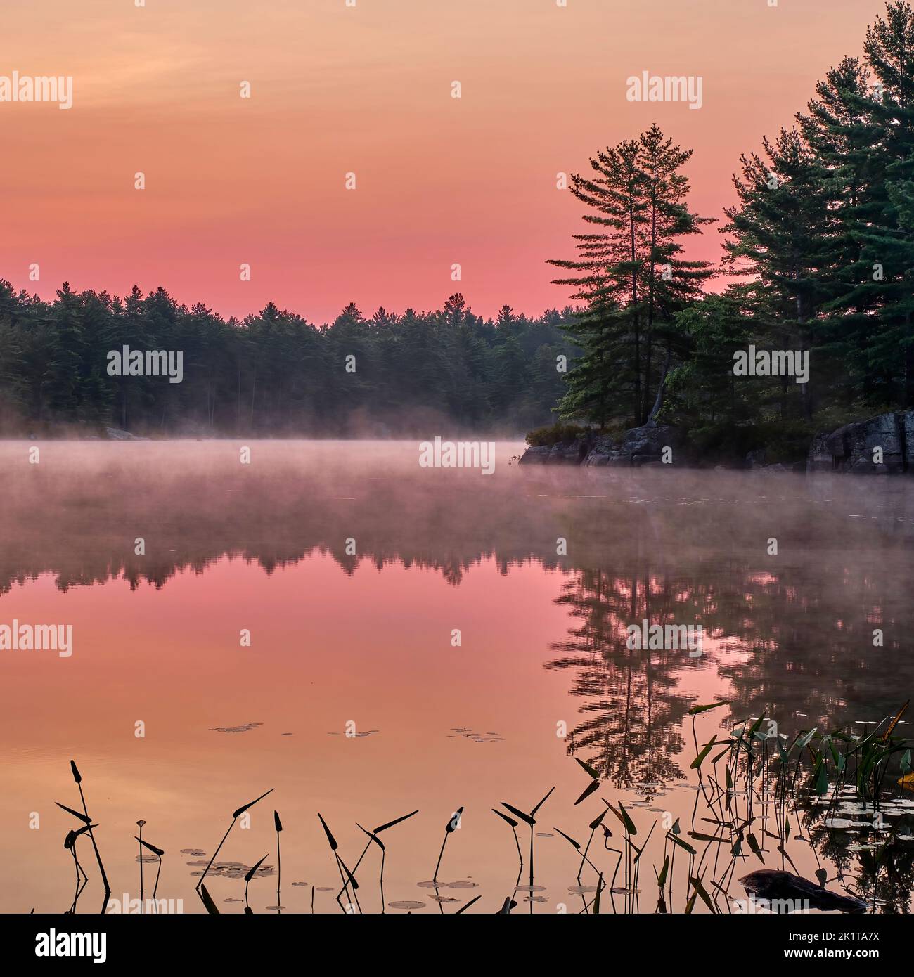 Mist pine trees lake hi-res stock photography and images - Alamy