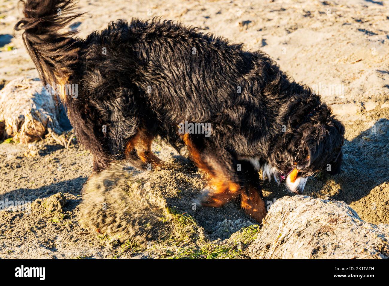Bernese Mountain Dog digging furiously in the beach sand; Whidbey Island; Washington; USA Stock Photo
