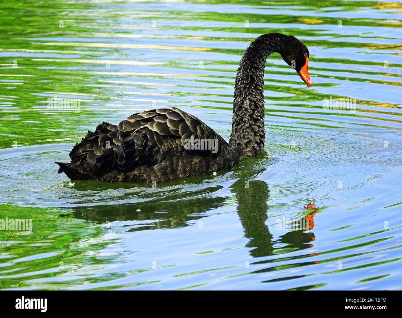 Black swan looking at his reflection in the water like Narcissus. Location: Detmold, Germany Stock Photo
