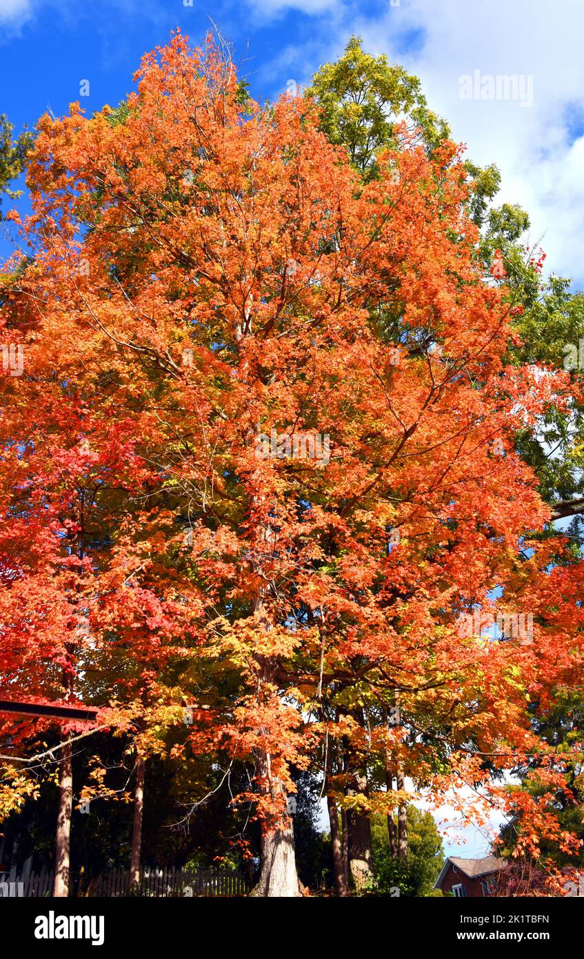 Brillant orange tree sits besides a green tree.  Autumn color makes a huge difference in tree color.  Tree is in downtown Rogersville, Tennessee. Stock Photo
