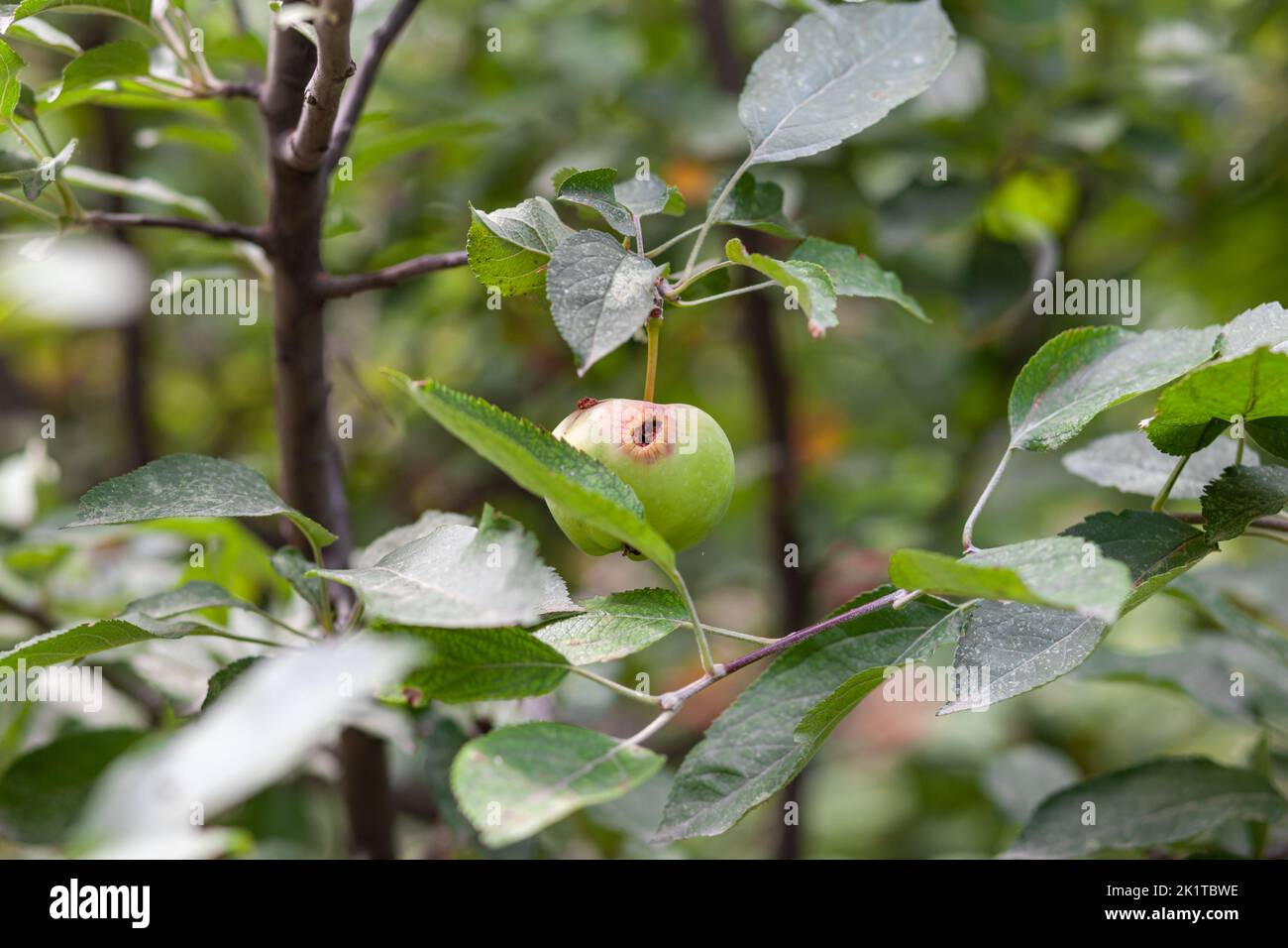 A green wormeaten apple weighs on a tree branch in the garden Stock