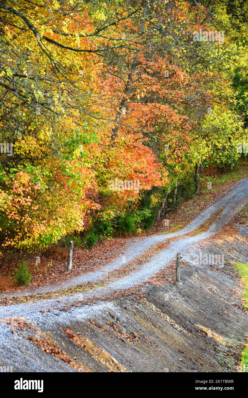 Tree lined, bumpy dirt road winds up a Tennessee hillside.  Autumn color fills roadside. Stock Photo