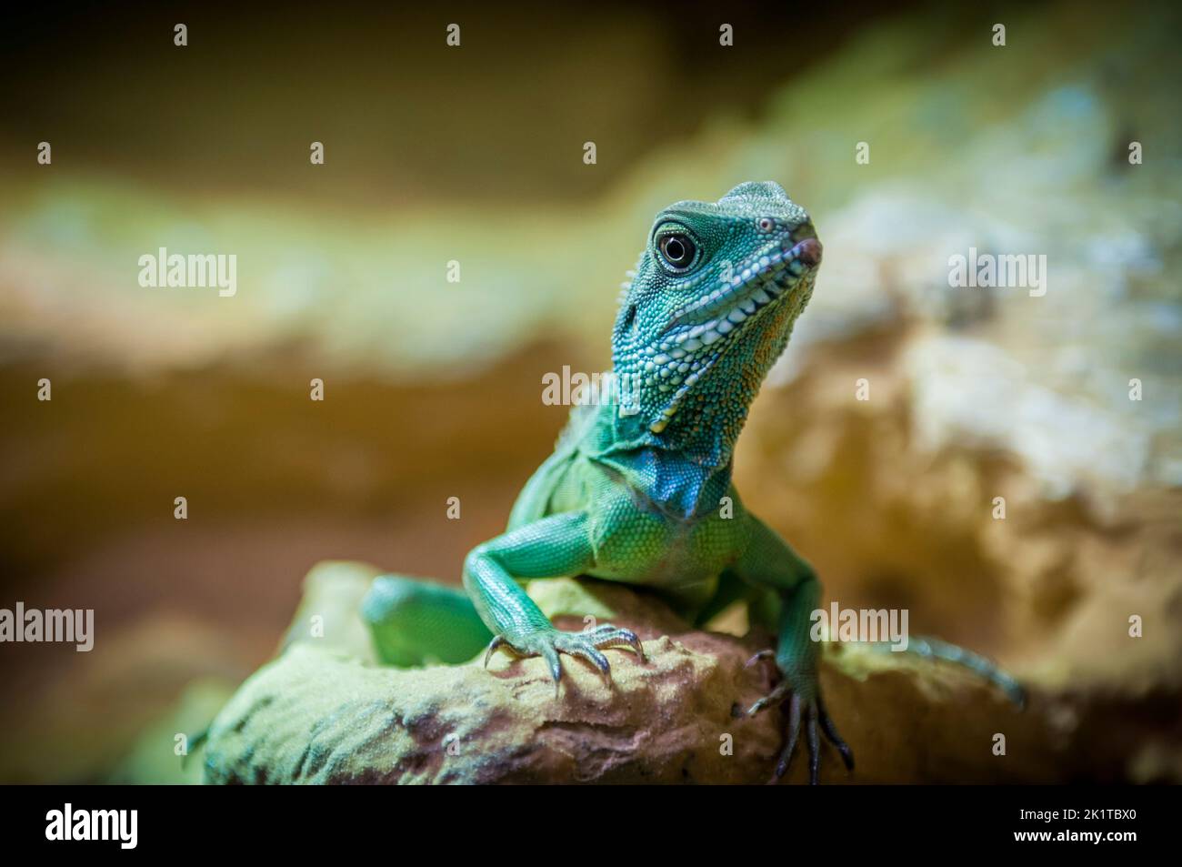 Three-quarter view of a single Green Water Dragon (lat: Physignathus cocincinus) on loamy soil against a blurred background. Stock Photo