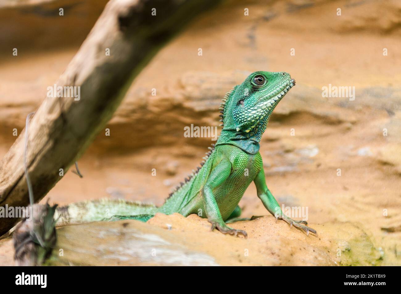 Three-quarter view of a single Green Water Dragon (lat: Physignathus cocincinus) on loamy soil against a blurred background. Stock Photo