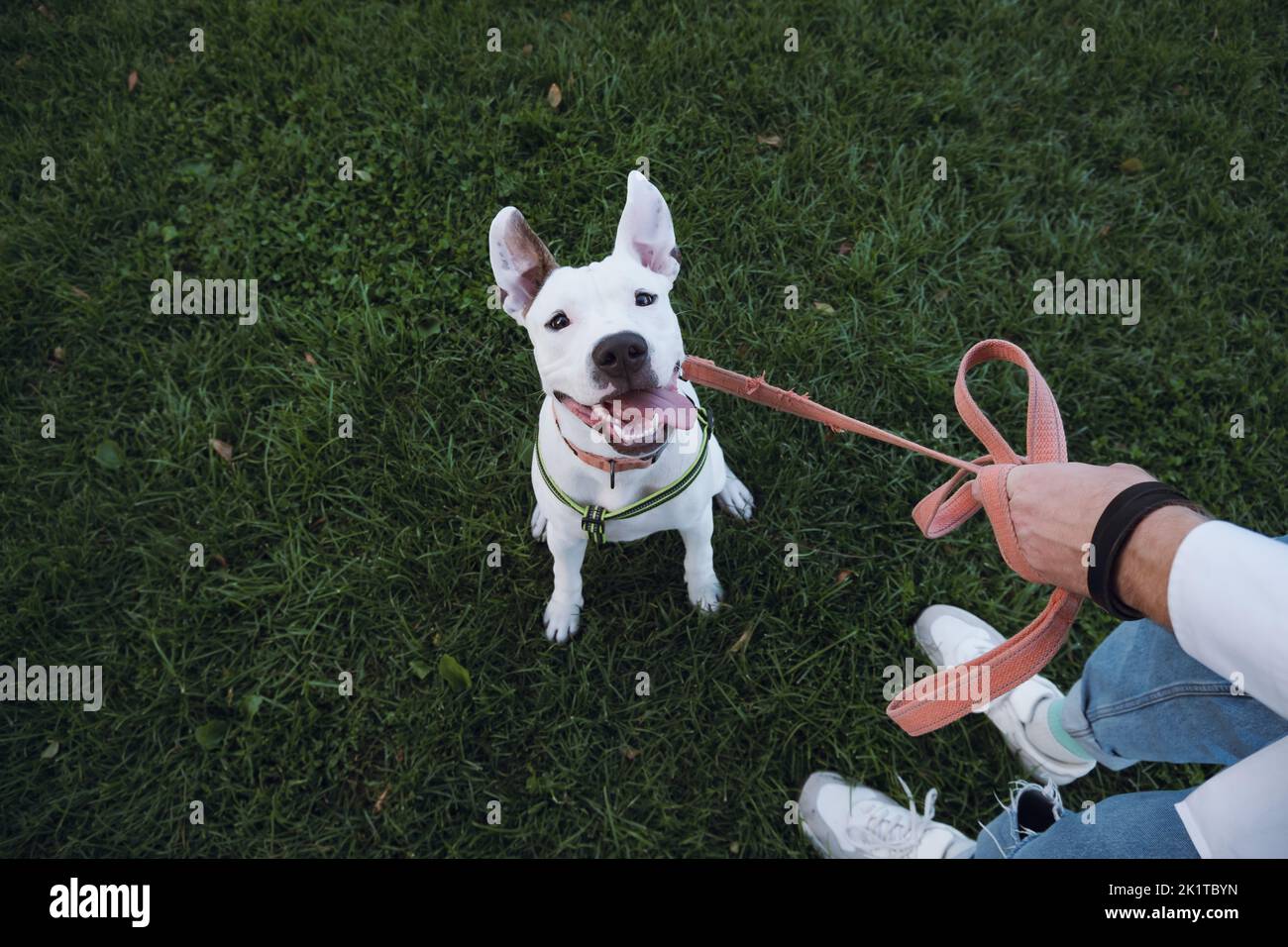 Portrait of a white staffordshire terrier on green grass. Amstaff puppy sits outdoors on the leash and looks at camera Stock Photo