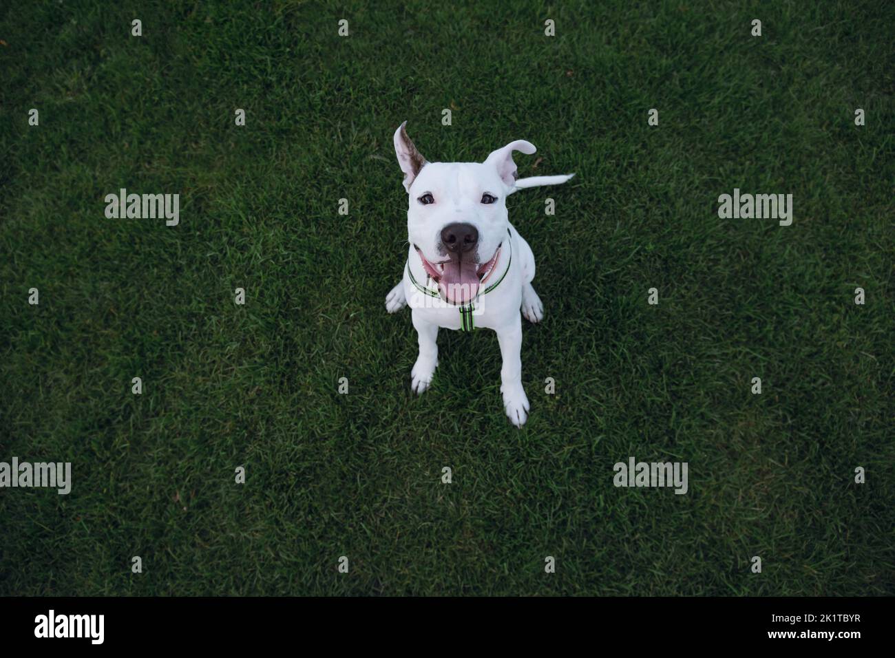 Portrait of a white staffordshire terrier on green grass. Amstaff puppy sits outdoors and looks at camera Stock Photo