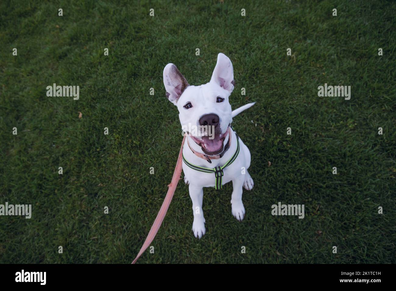 Portrait of a white staffordshire terrier on green grass. Amstaff puppy sits outdoors and looks at camera Stock Photo