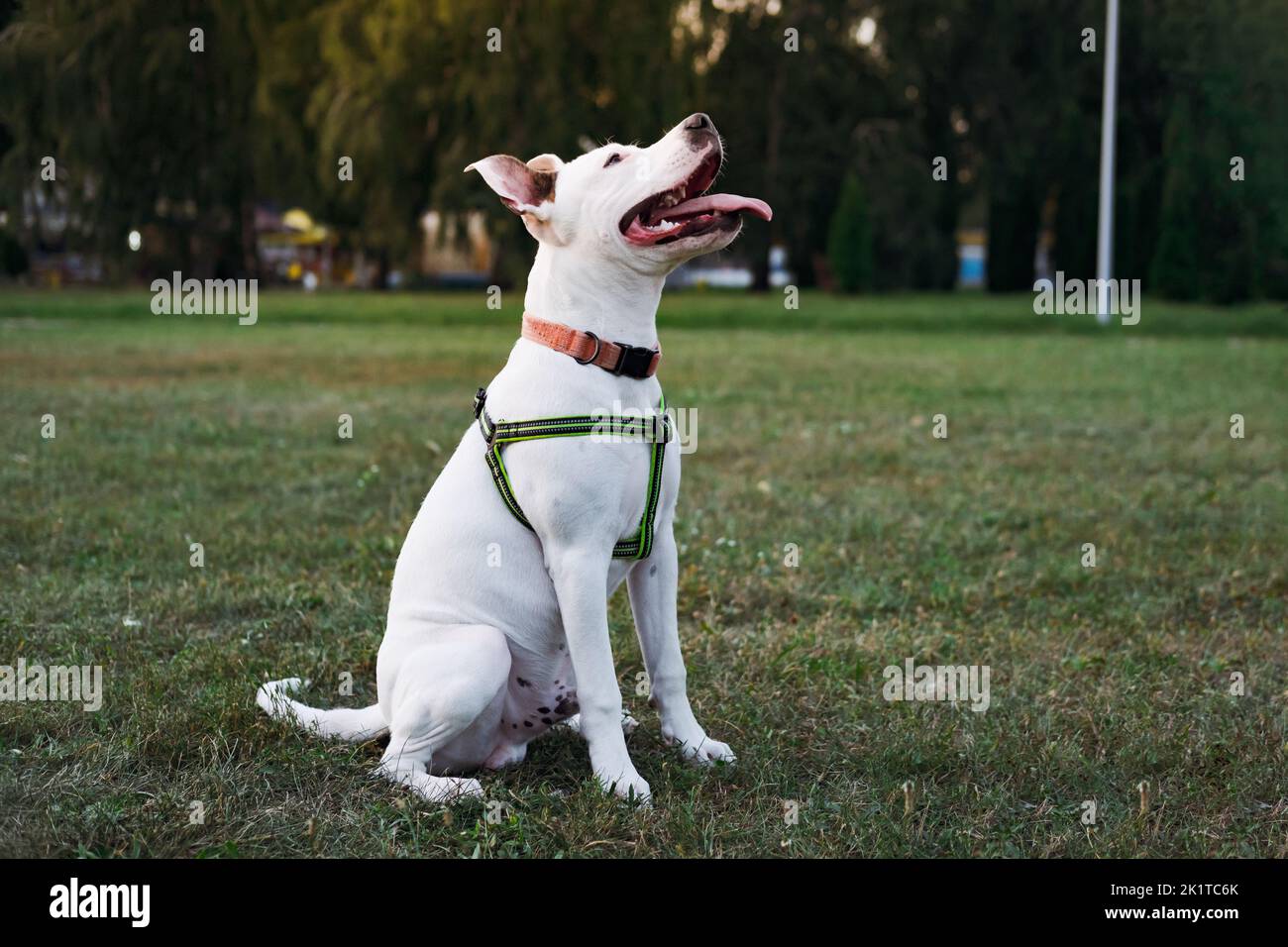 Portrait of a white staffordshire terrier puppy at a public park outdoors. Young pit bull dog sits on the grass looking up Stock Photo