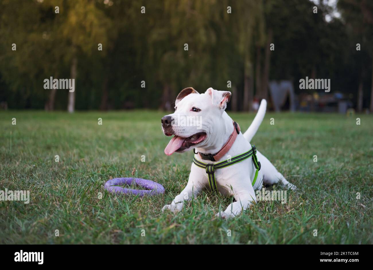 Portrait of a playful white staffordshire terrier puppy at a public park outdoors. Young pit bull dog lays on the grass looking away Stock Photo