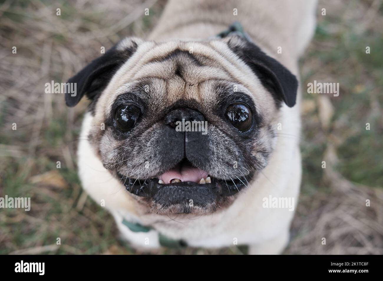 Close-up portrait of a senile pug looking at camera. Emotional old dog portrait, aging pets concept Stock Photo