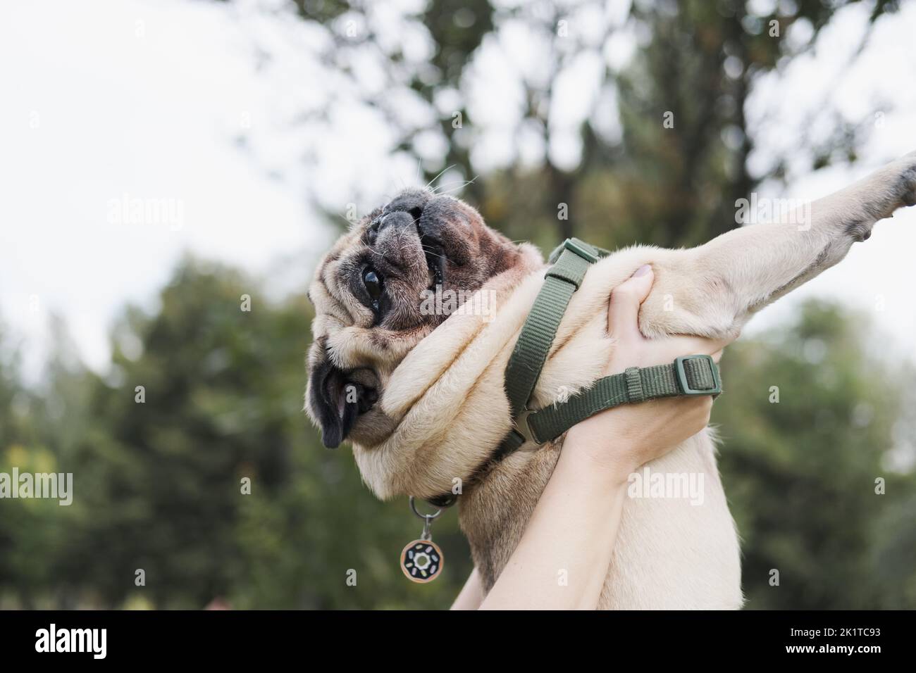 Funny pug held in human hands. Cute pug dog portrait, happiness and cuteness Stock Photo