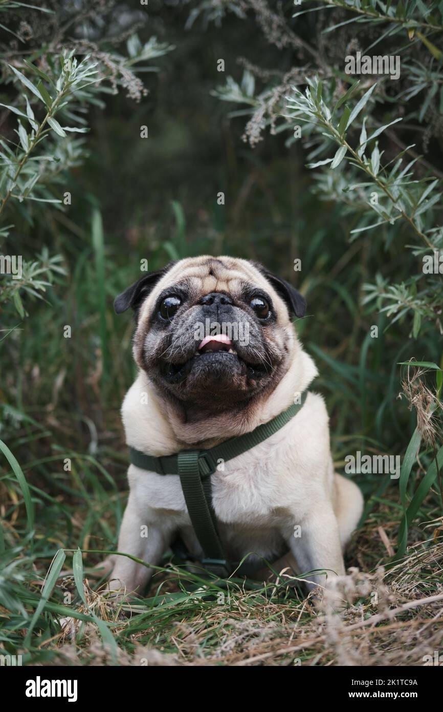 Cute pug dog posing in green grass. Portrait of a canine pet in