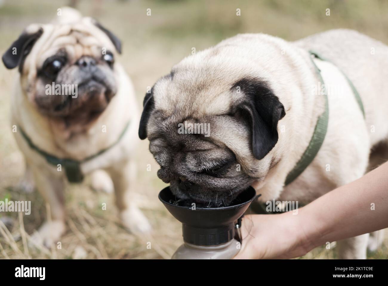 Funny pug drinking from a dog water bottle. Lifestyle with dogs, taking care of pets outdoors, staying hydrated outside on the walk Stock Photo