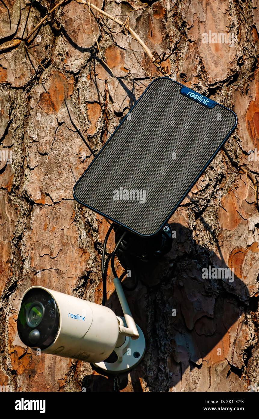 A Reolink security camera and solar panel is mounted to a tree, Sept. 8, 2022, in Daphne, Alabama. Stock Photo