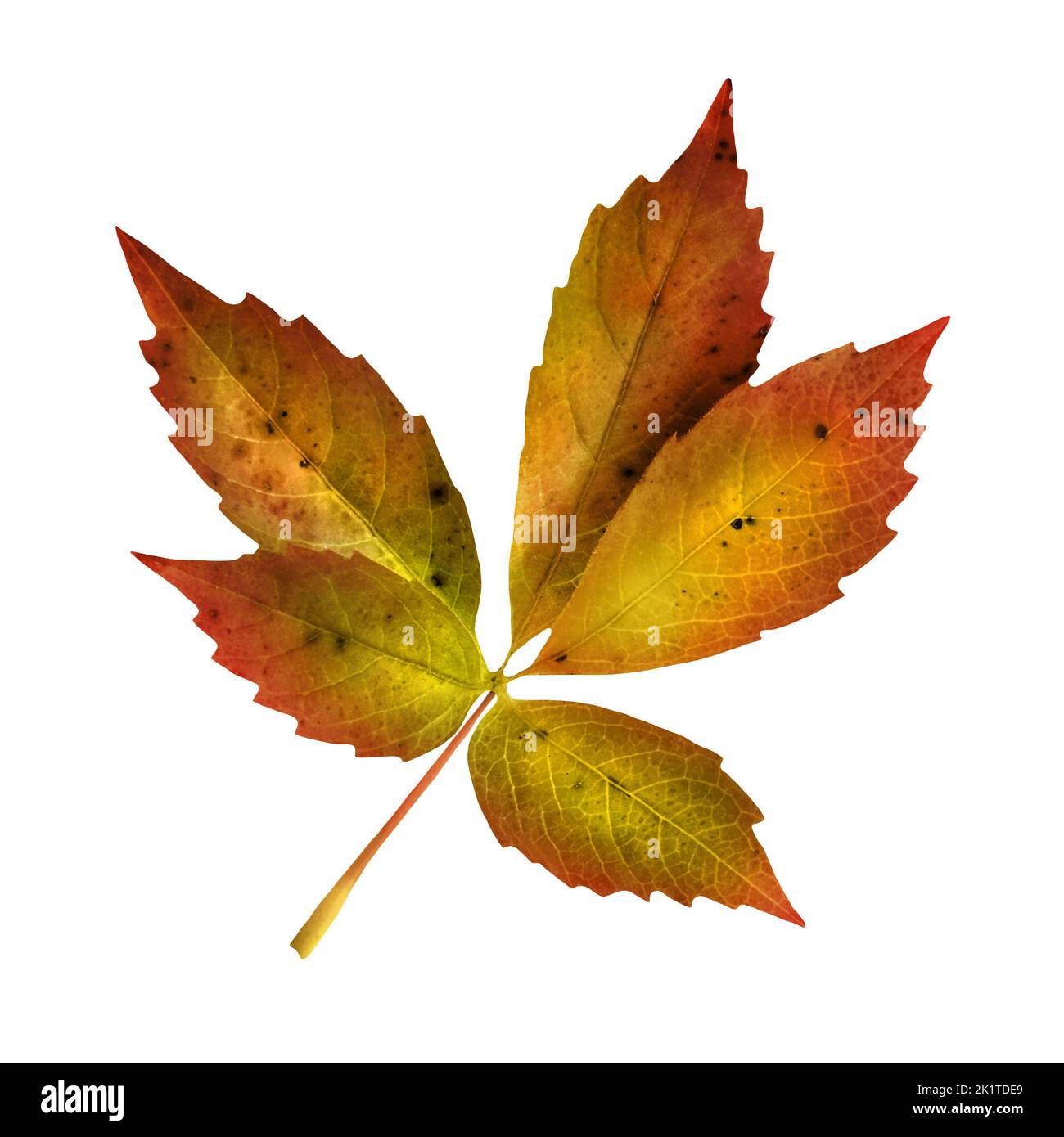 Buntes Herbstlaub auf weissem Hintergrund Stock Photo