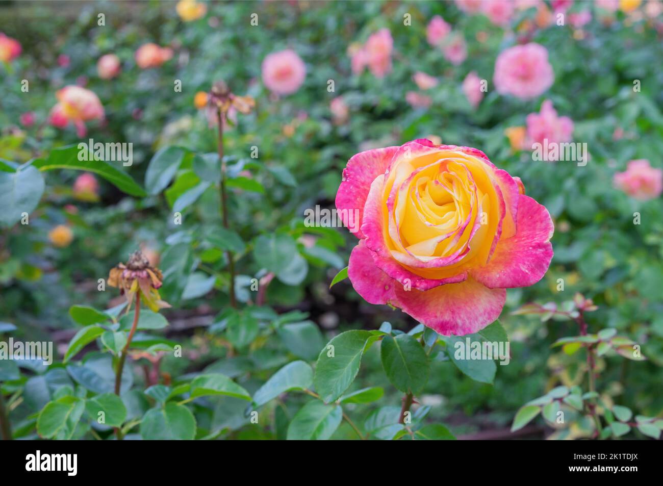 Bicolor dark pink rose with yellow middle in the summer garden. Stock Photo