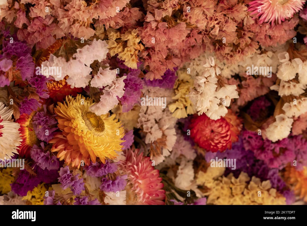 Mass of colourful dried flowers, photographed with a macro lens at RHS Wisley garden, Surrey UK. Stock Photo