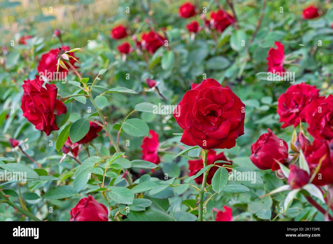 Garden red roses bloom in hi-res stock photography and images - Alamy