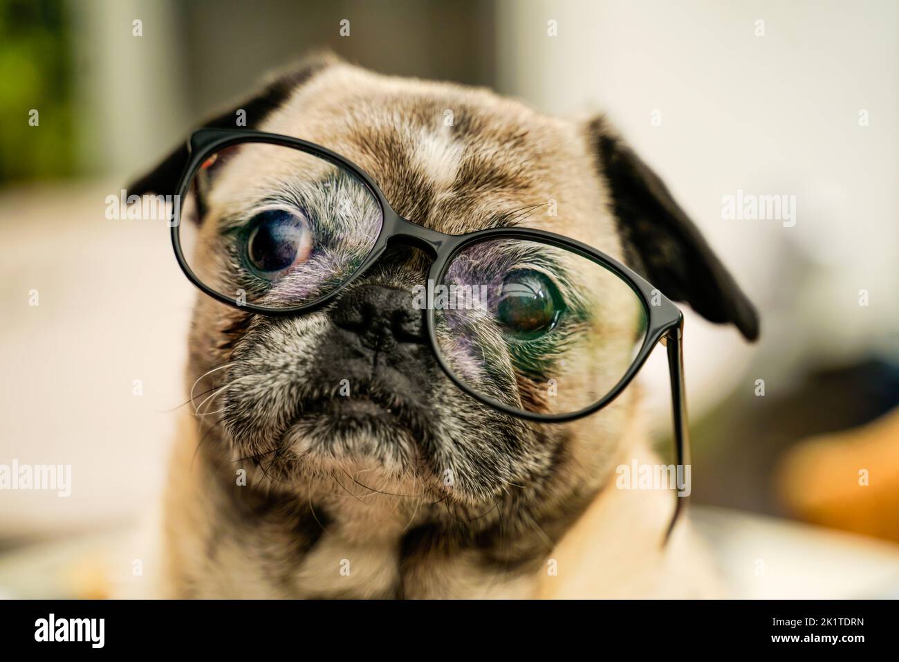 Portrait pug dog wearing glasses hi-res stock photography and images - Alamy