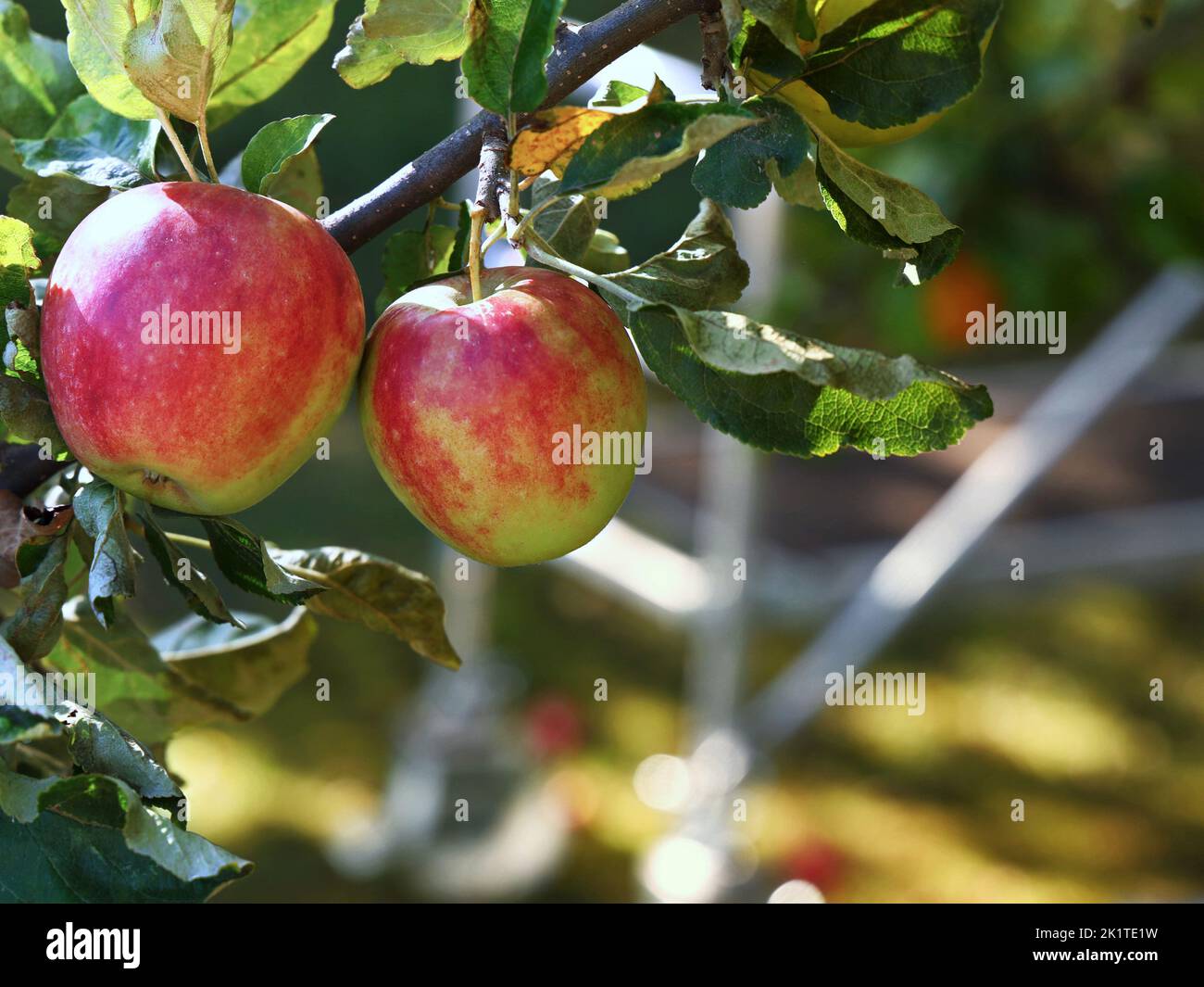 closeup of ripe apples on the apple tree with mobile scaffolding in the background Stock Photo