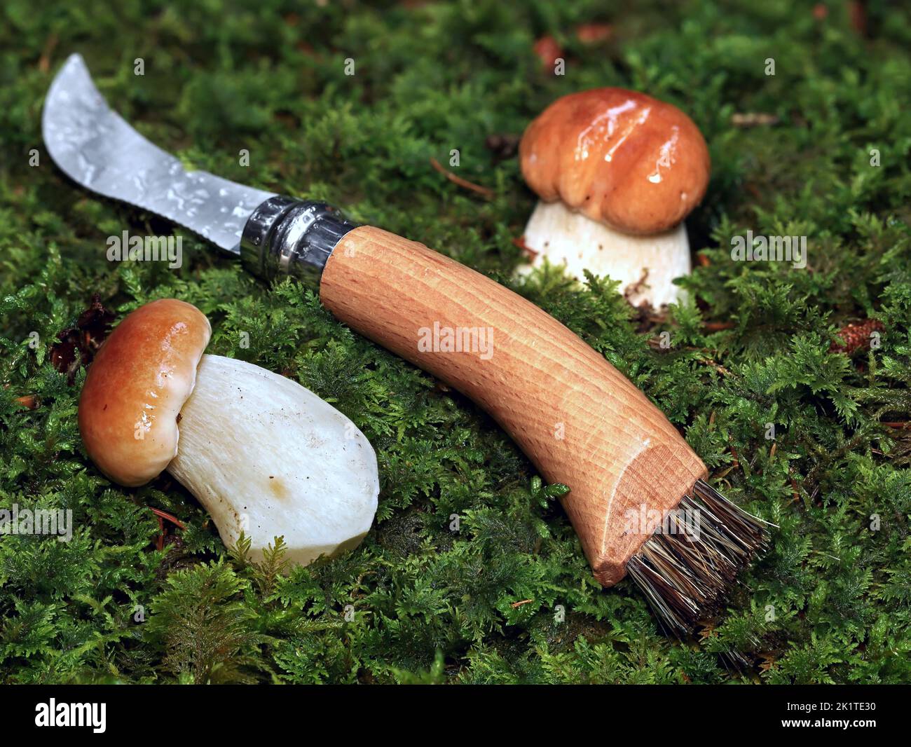 young mushroom, Boletus edulis, in the moss with a mushroom knife Stock Photo