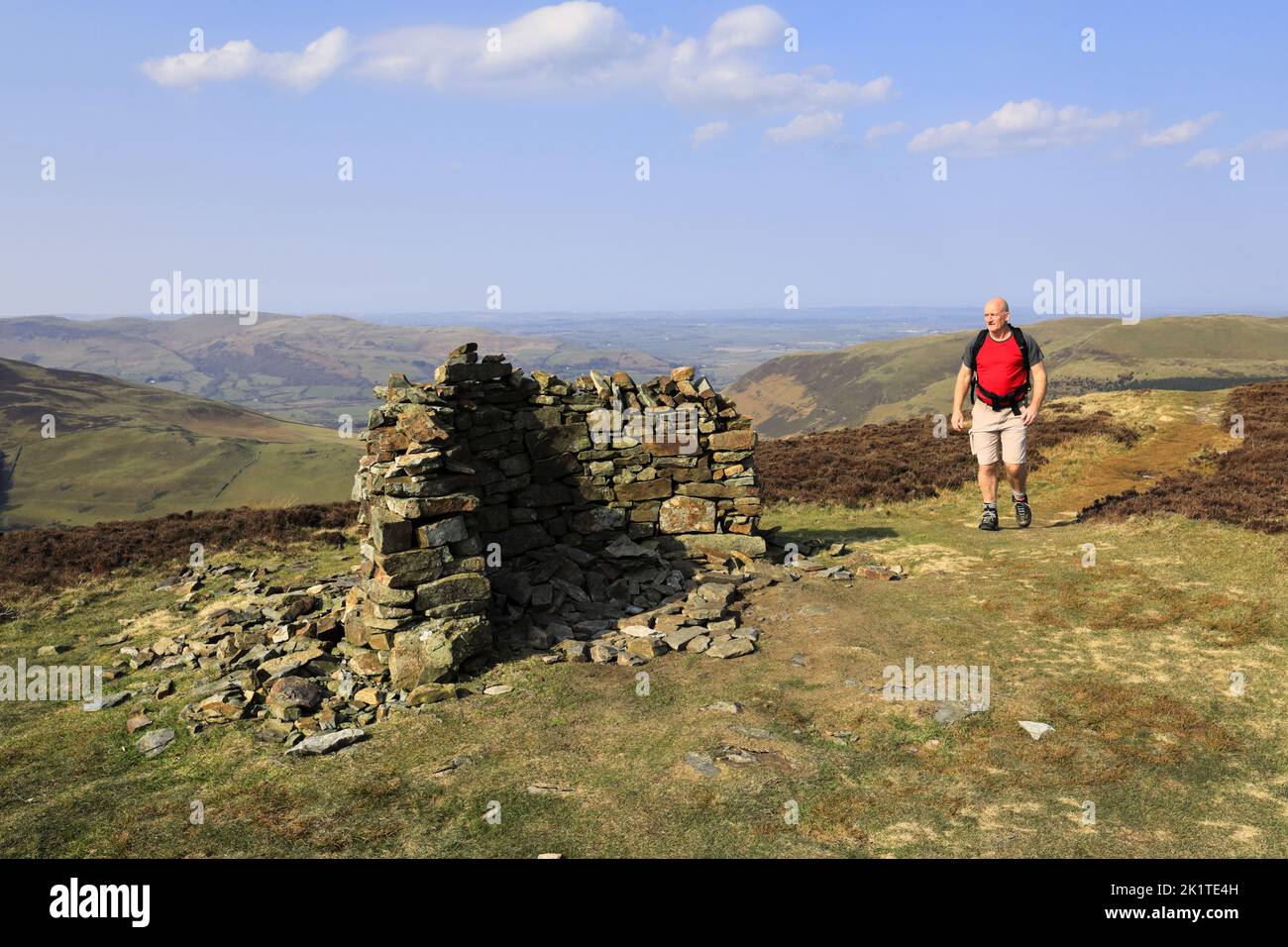 Walker at the summit of Whinlatter fell, Lake District National Park, Cumbria, England, UK Whinlatter fell is one of the 214 Wainwright fells. Stock Photo