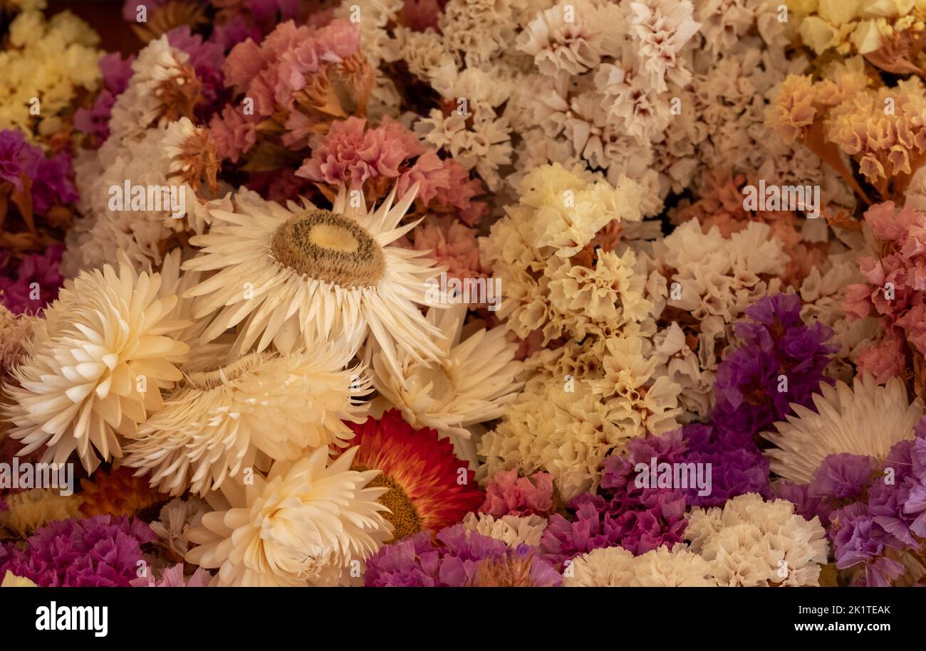 Mass of colourful dried flowers, photographed with a macro lens at RHS